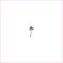 Dimqaz - PALM