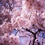 ZadeRx - Cherry Blossoms