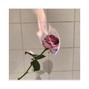 KAIZEN - DISGUISED IN ROSES