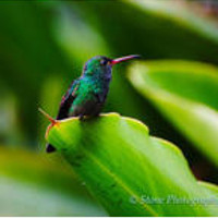 Hummingbird