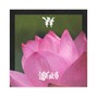 ¥¥ - Lotus