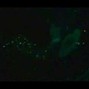 moolah3arn3r - Just A Night