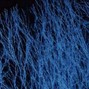 timbr - mycelium