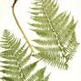 timbr - fern