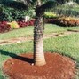 timbr - Microcycas