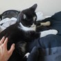 rayeev - cat!