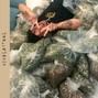 VIVALASTOOL - Plant