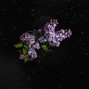 Neckbrace - Ascension