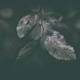 ChuckOnDaBeat - Melatonin