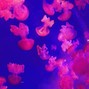 Fotrill - Jellyfish