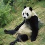 baredex - spicy tuna
