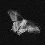 MARA MURDER - FALLING