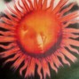 webster - sunshine