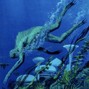 webster - seaweed