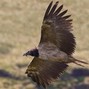 SP Da Palestrina - VULTURE