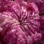 Clayto / Clayto’s Playground - CHRYSANTHEMUM (TRACKLIB - CLEARANCE REQUIRED)