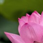 Clayto / Clayto’s Playground - LOTUS