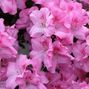 Clayto / Clayto’s Playground - AZALEA