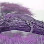 Clayto / Clayto’s Playground - LEOPARD