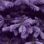 Clayto / Clayto’s Playground - PINE
