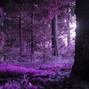 Clayto / Clayto’s Playground - WOODS