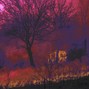Clayto / Clayto’s Playground - WILDFIRE