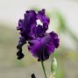 Clayto / Clayto’s Playground - IRIS