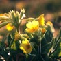 Clayto / Clayto’s Playground - PRIMROSE