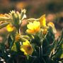 Clayto / Clayto’s Playground - PRIMROSE