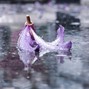 Clayto / Clayto’s Playground - PETALS