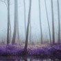 Clayto / Clayto’s Playground - SWAMP