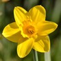 Clayto / Clayto’s Playground - DAFFODILS