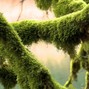 Clayto / Clayto’s Playground - EPIPHYTE