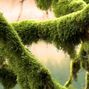 Clayto / Clayto’s Playground - EPIPHYTE