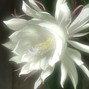 SETI - FLOWERS