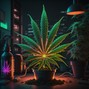 Cyclxne - Gas