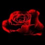 Vladiimpales - Blood Roses