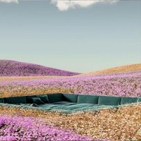 Carnation