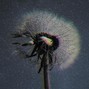thisisNOMA - DANDELION | Vince Staples x Clams Casino x Flume Type Beat
