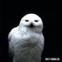 Momenta  - Owl Beats