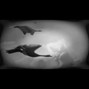BeatboycXe - Scorey
