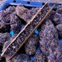Cali - purp