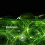 ShaHill - Venomous