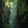 caalub - nature