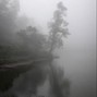 caalub - forest