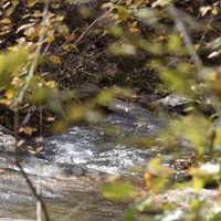 RAPIDS