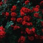 santidapti - things