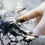eyelash7x3 - poison craft f#min