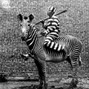 puh-GEEZ - PRISONER