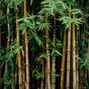 puh-GEEZ - BAMBOO